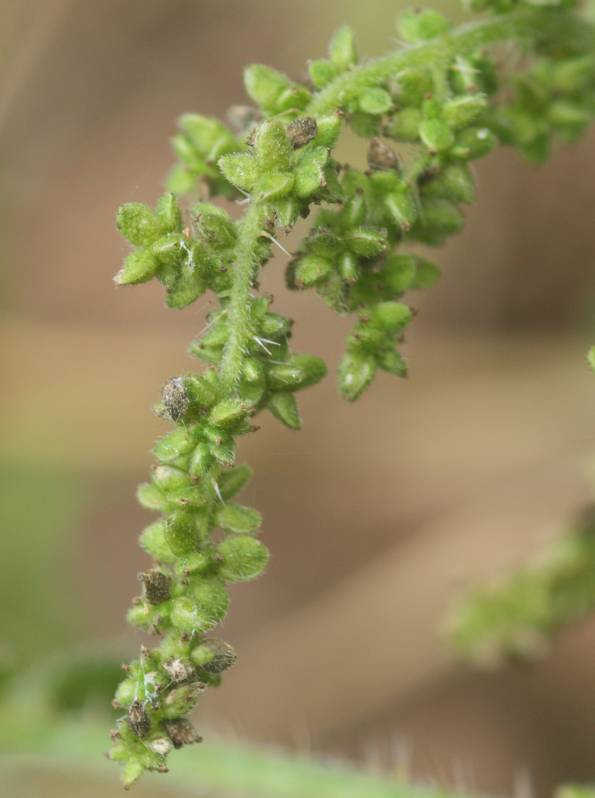 Urtica dioica?  S !